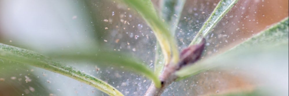 spider mite infestation