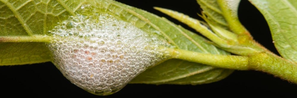 Spittlebug inspection on leaf