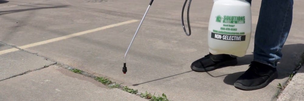 Spraying Weed Killer for Dandelions in Pavement