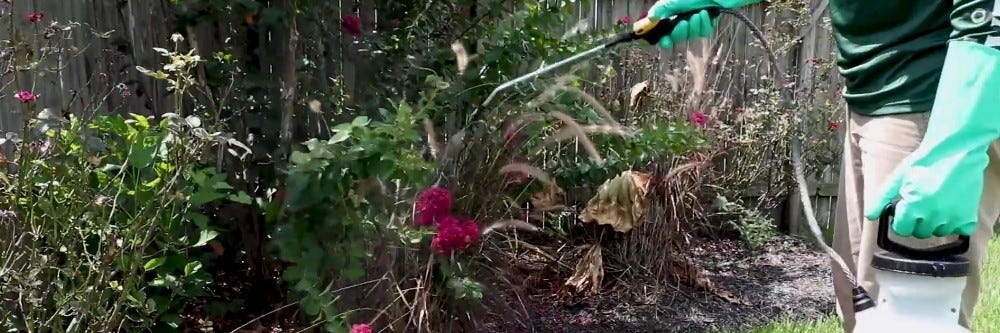 Spraying Flowering Shrub