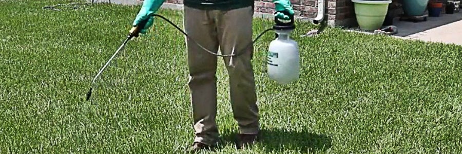 Spraying Bensumec pre-emergent