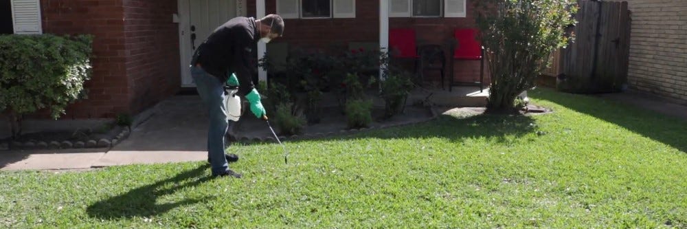 Applying Selective herbicide to lawn