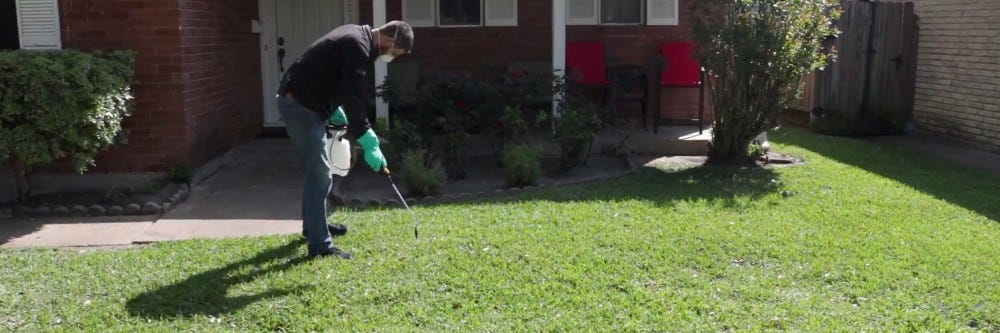 Spraying dichondra on lawn