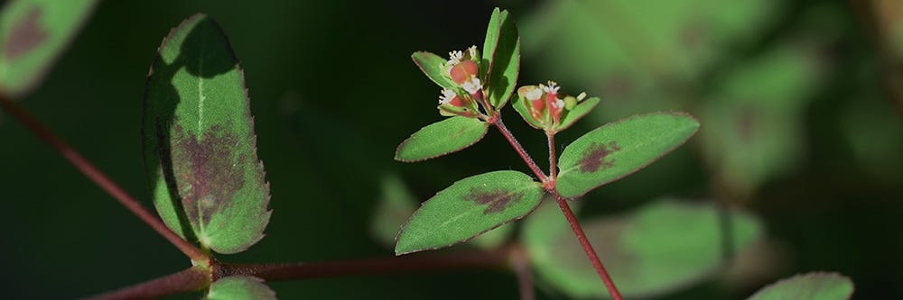 Close Up of Spotted Spurge Close Up of Spotted Spurge