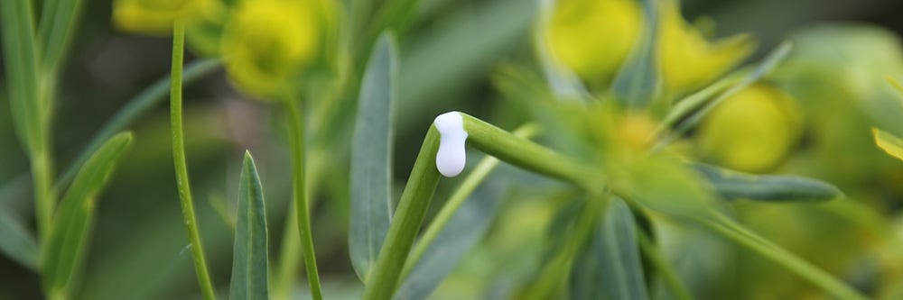 Broken Spurge Stem with Milky Sap