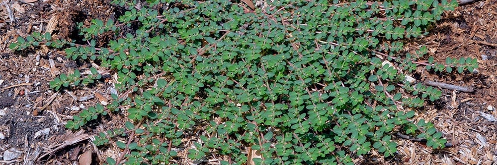 Prostrate Spurge Growing in Bare Spot
