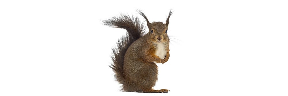 Squirrel ID