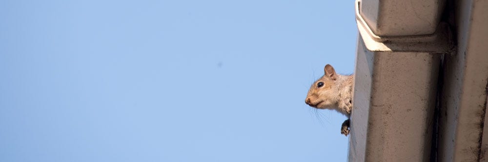 Invading squirrel on a rooftop