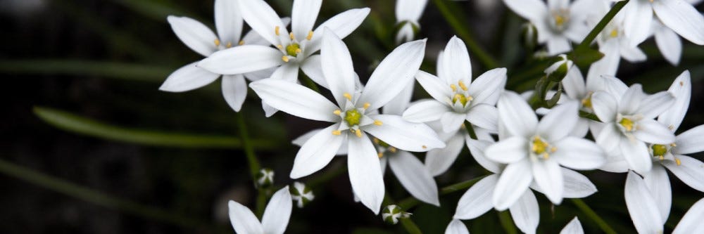 Star of Bethlehem