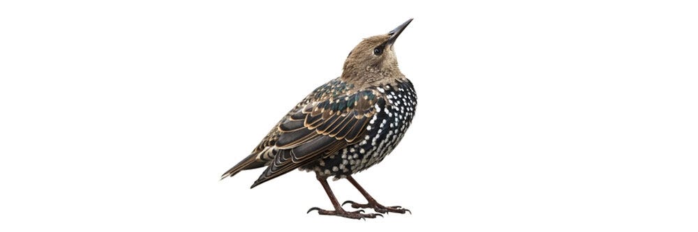 starling identification how to get rid starlings