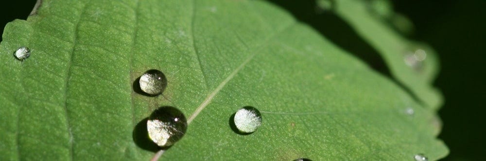 Leaf with water beads
