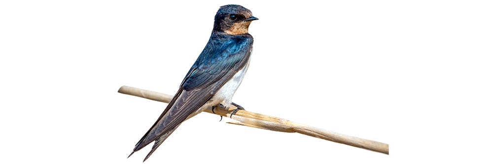 Swallow on Stick