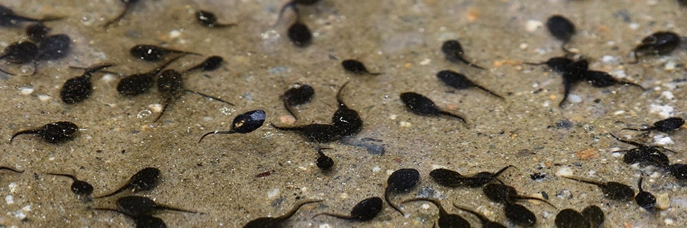 Tadpoles in Shallow Water