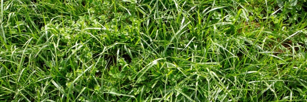 Tall Fescue Inspect