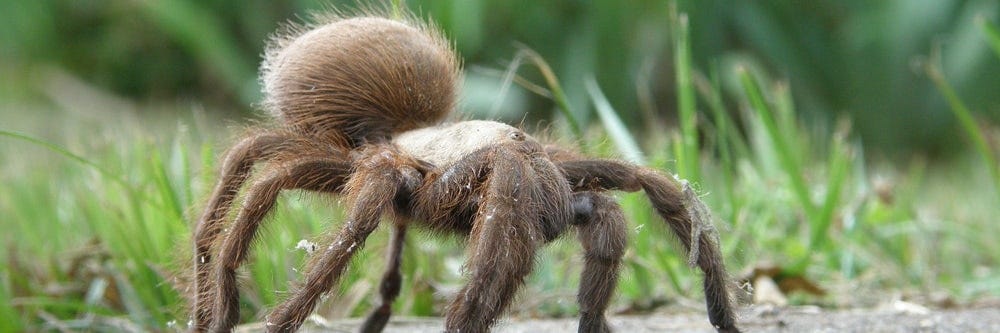 Tarantula ID