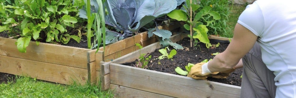 Tending to garden to prevent Potato Bugs