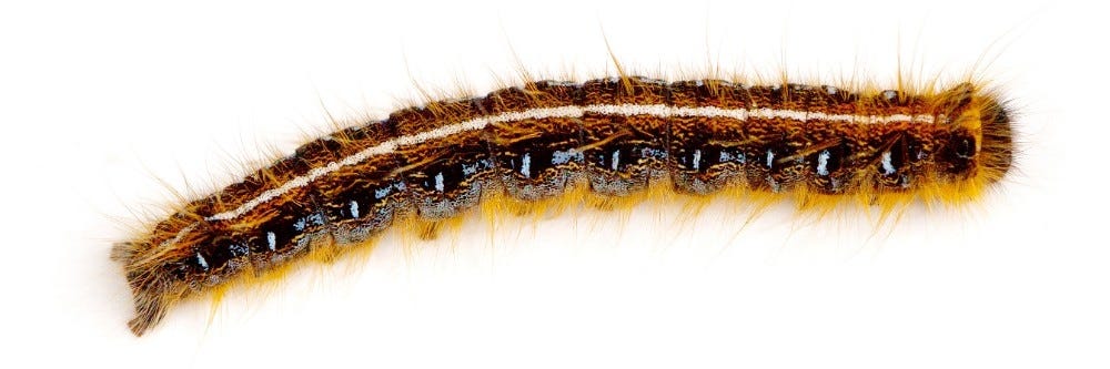 Tent Caterpillar