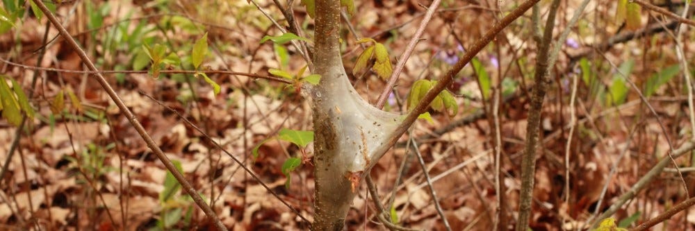 Tent Caterpillar tent on a tree