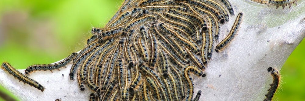 Tent Caterpillars