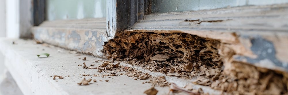 termite damage window