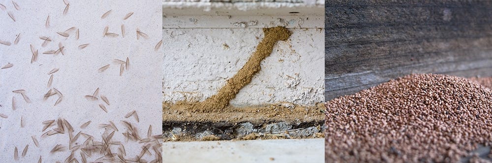 termite signs