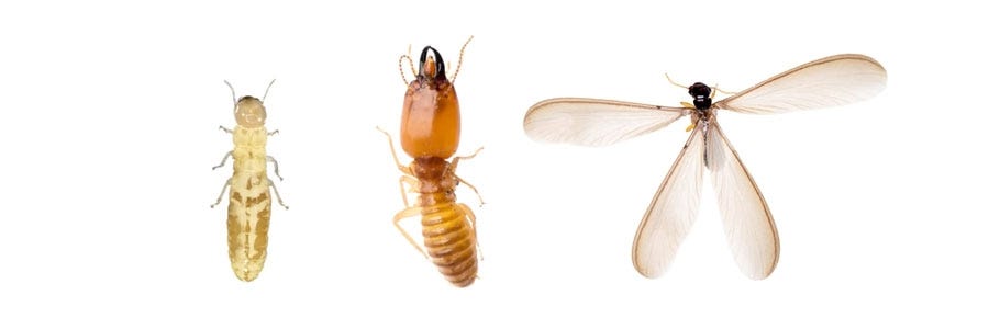termites identification
