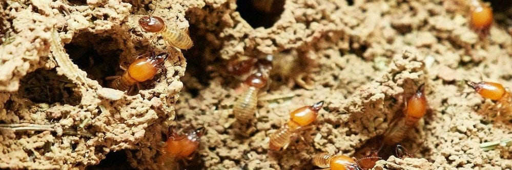 termites