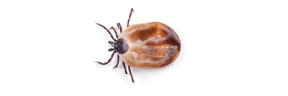 ticks how to get rid of ticks identification