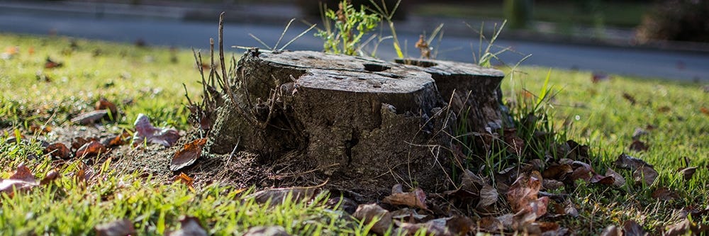 Cut Tree Stump