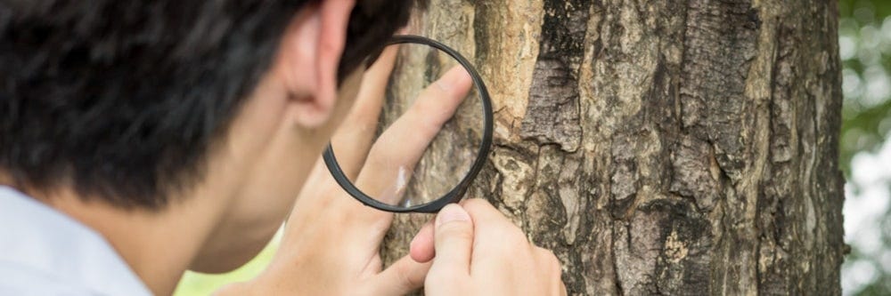 Inspecting a tree