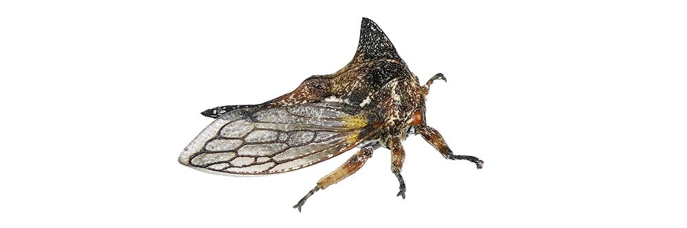 Treehopper on White Background