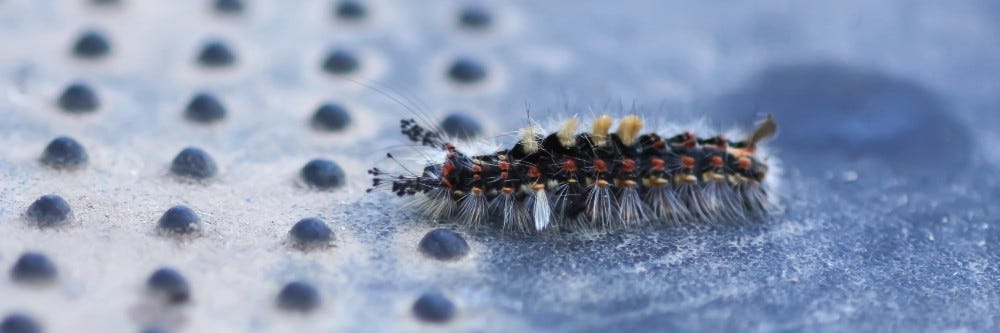 Tussock Moth Caterpillar crawling on a surface