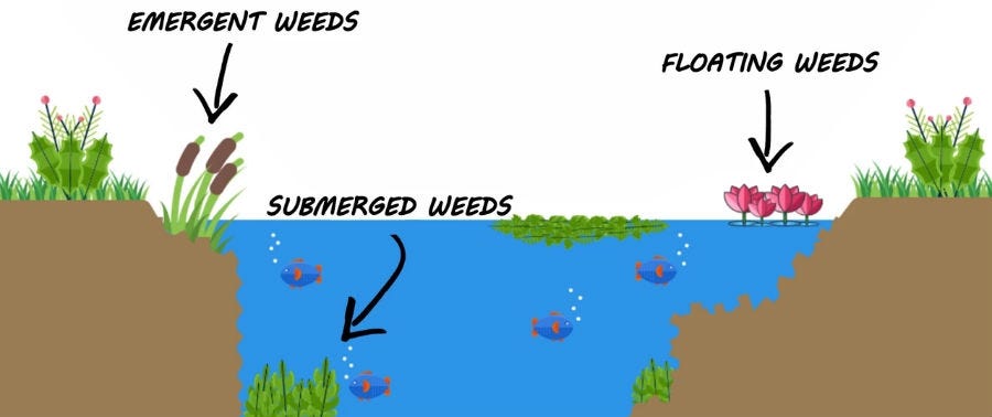 Types of aquatic weeds