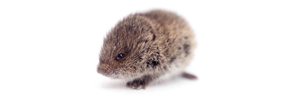 Vole on White Background