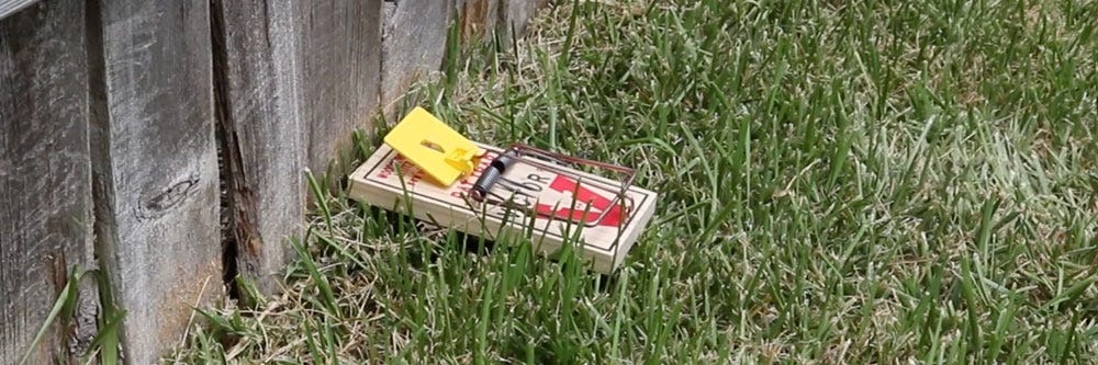 Trapping with Victor mouse trap