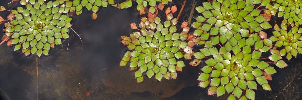Water chestnut floating on the water