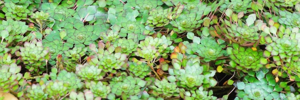 Water Chestnut