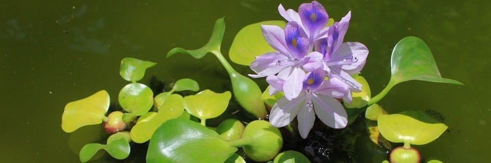 water hyacinth pixabay id