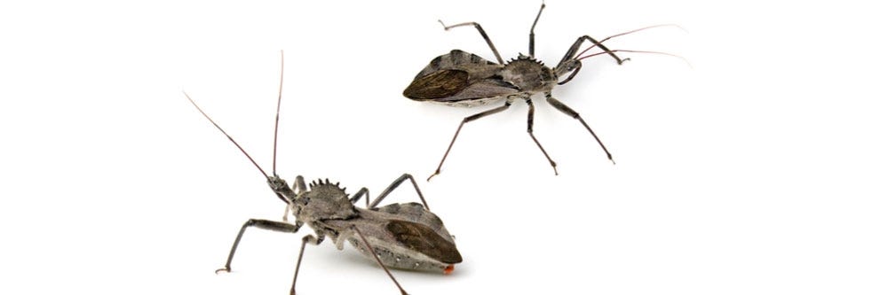 wheel bugs identification how to get rid of wheel bugs