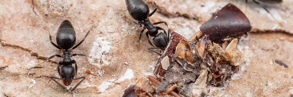 White Footed Ants Feeding