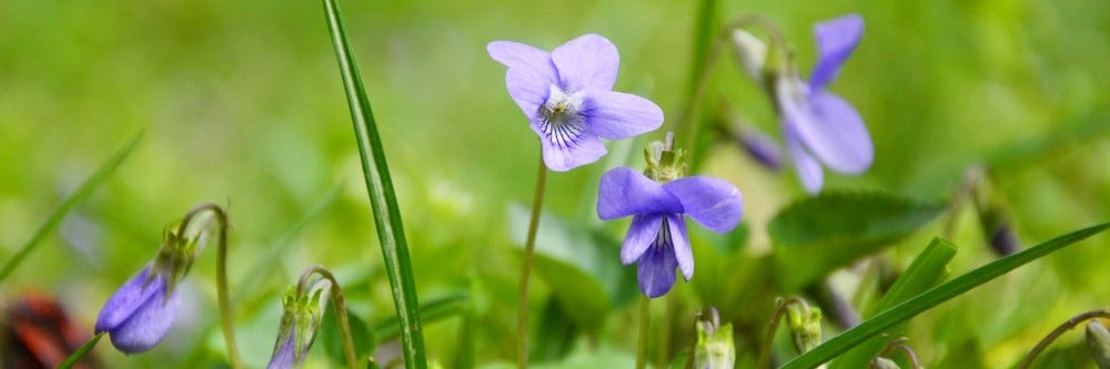 Wild violet up close