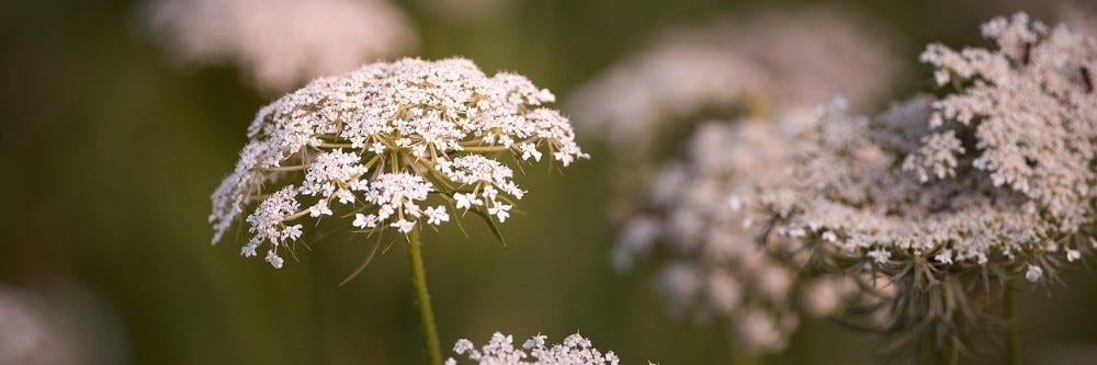 Wild Carrot