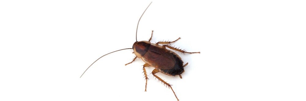 Wood Cockroach