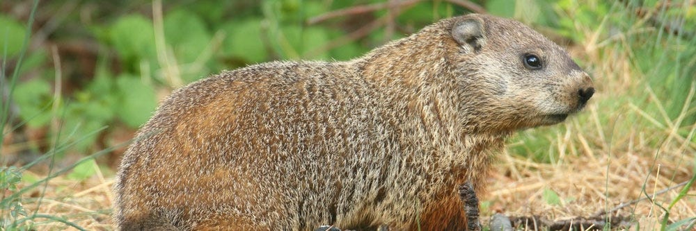 woodchuck groundhog identification how to get rid of groundhogs