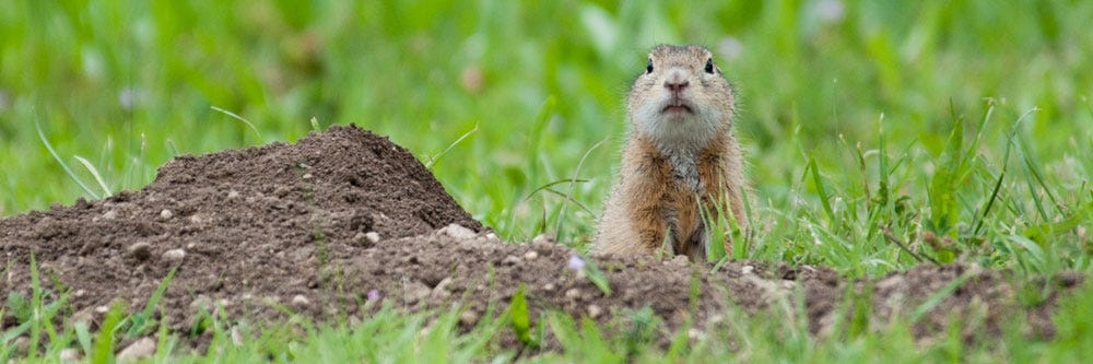 Woodchuck in Burrow