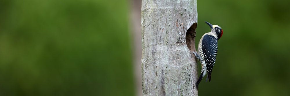 woodpecker treatment