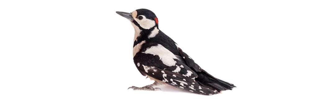 woodpecker identification how to get rid of woodpeckers