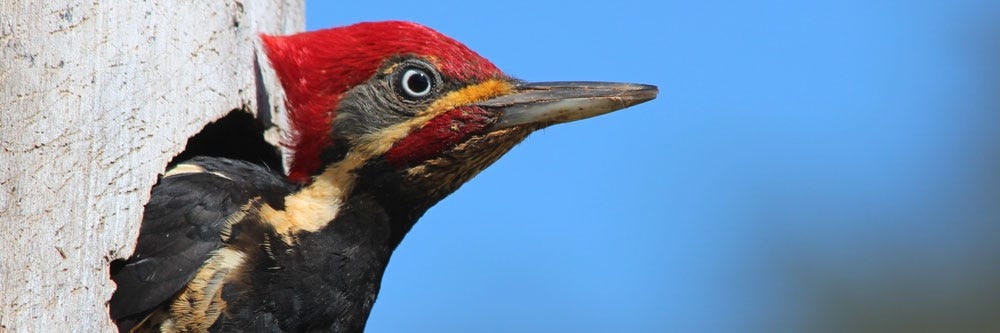 woodpecker inspection