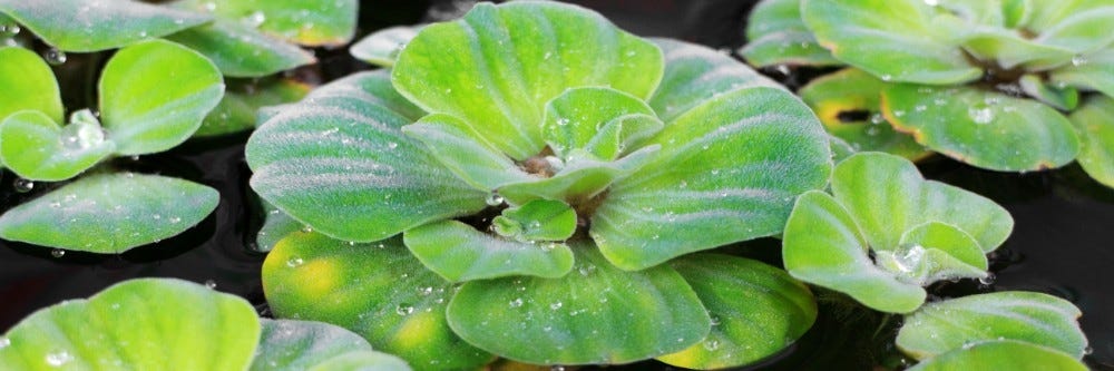 Water Lettuce floating on water