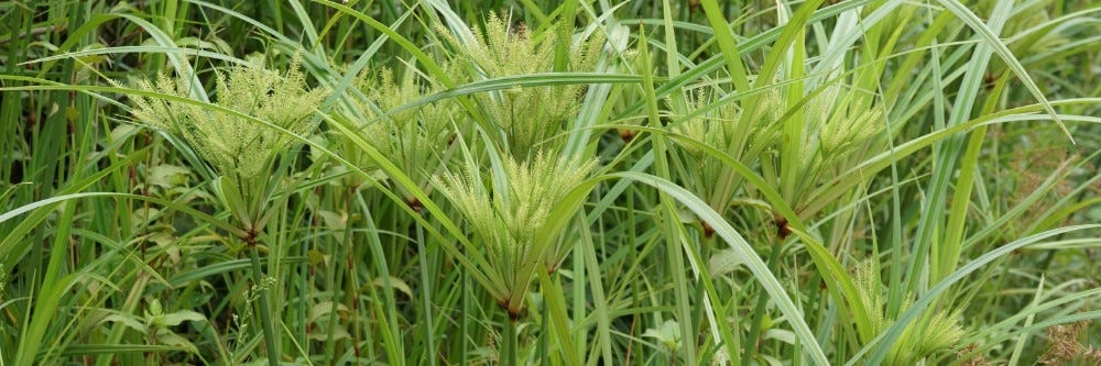 Yellow nutsedge in a yard closeup